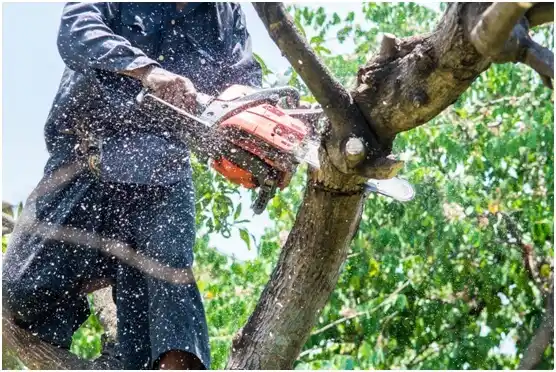 tree services St. Matthews